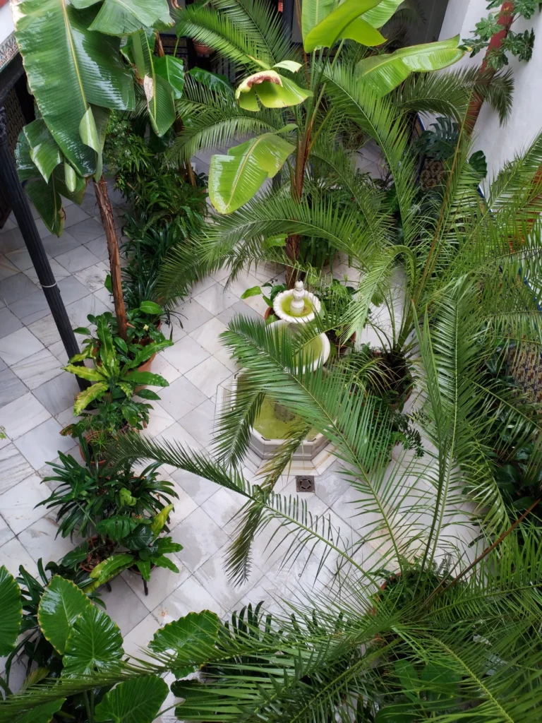 Vegetación y azulejos del patio andaluz · Casa de los Azulejos Hotel Boutique
